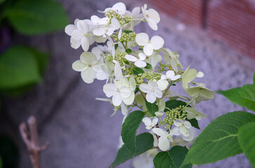 Wall Mural - branch of lilac