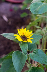 Poster - sunflower with bee