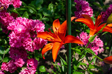 Poster - red and yellow flowers