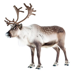 Sticker - deer isolated on white