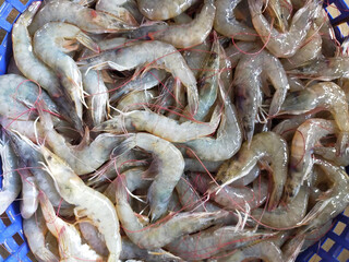 Canvas Print - fresh shrimps at market