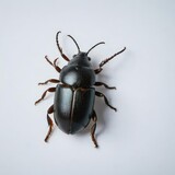Fototapeta  - stag beetle isolated on white
