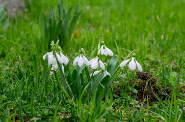 Poster - snowdrop flowers in the grass