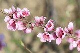 Fototapeta Londyn - blooms of peach tree in spring