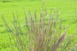 Perennial poa grasses on the roadside
