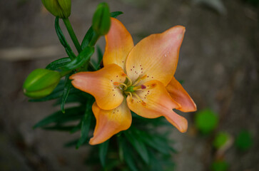 Poster - orange lily in the garden