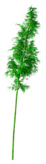 Wall Mural - 3D Rendering Bamboo Tree on White