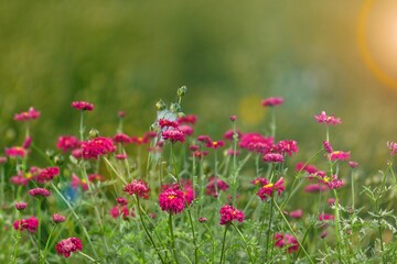 Wall Mural - a beautiful spring colored flower field