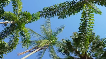 Wall Mural - Palm trees exotic rainforest jungle against a background of tropical blue sky sunny hot day, look up