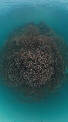 Wall Mural - Underwater footage of the coral reef in the tropical sea in West Papua with a lot of fish swimming around. Misool, Raja Ampat, Indonesia