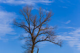 Fototapeta Las - closeup dry tree on blue sky background
