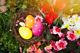 Fototapeta Kwiaty - easter eggs in a nest