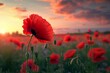 Beautiful nature background with red poppy flower poppy in the sunset in the field. Remembrance day, Veterans day, lest we forget concept.