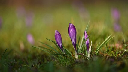 Wall Mural - Meadow of of purple crocus flowers in spring forest. UHD 4K timelapse video