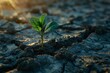 A single small green plant emerges strongly from a dry, cracked earth surface, symbolizing hope and growth amidst adversity