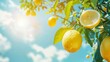 Lemon zest and sky cerulean, cheerful summer sky theme, bright daylight joy, vibrant outdoor freshness, energetic sunny vibes, refreshing sky clarity, lively daylight ambiance