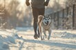 a Siberian Husky running in an snow road. the Siberian Husky is running with his owner.