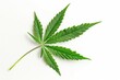 Cannabis leaf isolated on a white background Symbolizing the growing acceptance and use of marijuana for medicinal and recreational purposes
