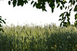 freigestellter natürlicher Rahmen aus Gräsern Blättern Ästen mit Blick zum Horizont auf transparentem Hintergrund 
