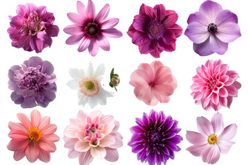 Poster - On a white background are a collection of beautiful flowers