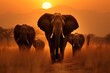 Herd of african elephants walking through a dry grass field at sunset in savanna