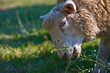 Porträt eines grasenden Schafes