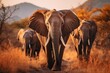 A group of majestic elephants walking gracefully across a serene dry grass field at sunset