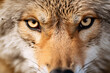 Close up of eyes of wild coyote
