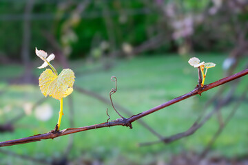 Sticker - New growth emerges on grapevine in a vineyard