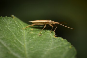 Wall Mural - The brown shield bug on a leaf