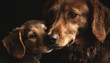 Closeup of a brown mother harrier dog nuzzling her litter baby dog