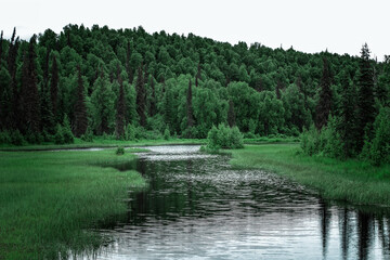 Wall Mural - Tranquil creek and amazing landscape in the wilderness of Alaska