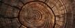 Close-up of tree rings, showcasing nature's patterns and the beauty of age.

