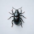 stag beetle isolated on white
