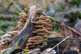 Fototapeta Do pokoju - mushrooms on the tree