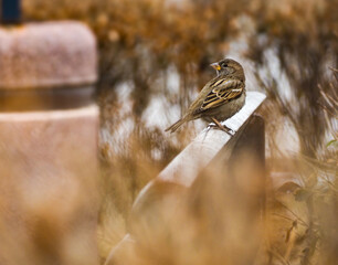 sparrow on the ground