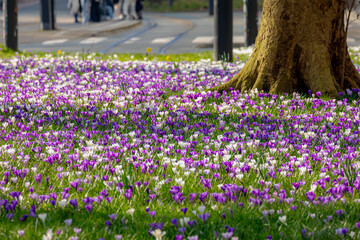Wall Mural - Selective focus of multi color white and purple Crocus on green grass meadow in urban park lawn in Netherlands, The flowers are one of the brightest and earliest spring bloom, Nature floral background