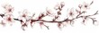 Watercolor illustration of a branch of a blossoming cherry Sakura on a white background, spring flowers