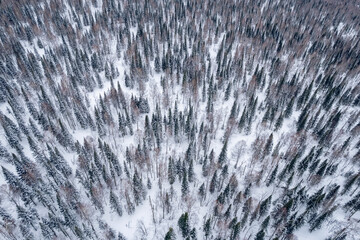 Wall Mural - Aerial top view winter forest with fresh snow and white trees in rural Sheregesh, Drone photo