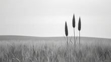  a black and white photo of three tall plants in the middle of a grassy field with hills in the background.