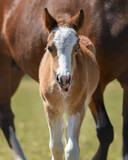 Fototapeta Konie - Little Welsh A foal moving lips after having a drink by his mother