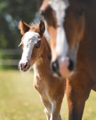 Wall Mural - Little Welsh A foal peeking from behind mother