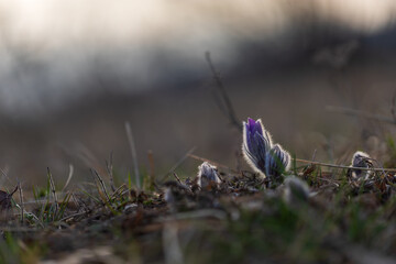 Wall Mural - Spring flowers Pulsatilla Grandis on a meadow. Purple flowers on a meadow with a beautiful bokeh and setting the sun in backlight.