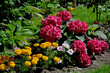 Hortensja ogrodowa i aksamitki, czerwona hortensja i żółte aksamitki w ogrodzie, Hydrangea macrophylla, Tagetes, Ornamental garden, Flower bed with marigolds and hydrangeas

