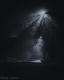 Fototapeta  - tree in the night