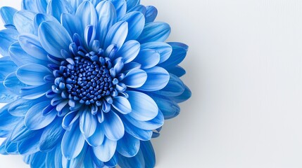 A close-up image of a blue chrysanthemum flower is presented against a white isolated background, with a clipping path included. It showcases the beauty of nature in detail