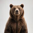 brown bear portrait
