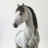 Fototapeta Konie - white horse on a white background

