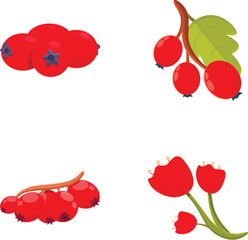 Poster - Hawthorn berry icons set cartoon vector. Hawberry branch with red berry and leaf. Nature, medical plant