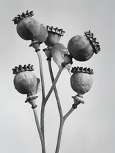poppy pods on the stem in black and white coloured